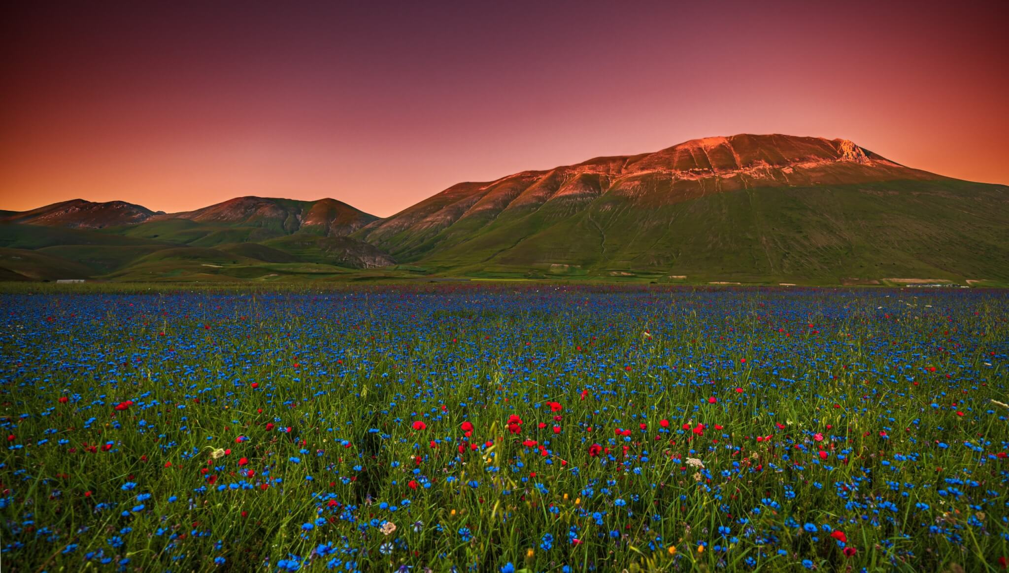 La fioritura a Castelluccio di Norcia ©Marco Montori